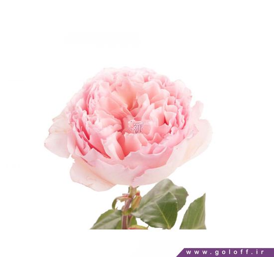 گل آنلاین - گل صد تومانی فرتوک - Fartook | گل آف